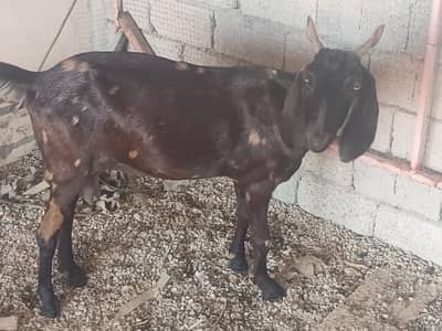 3 months ki pregnat ha bakri/gaban bakri/breeder bkra/for sell
