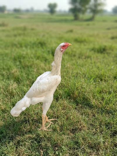 Shamo female