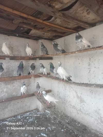 breeder Teddy pigeon