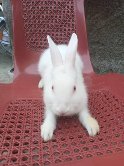White angora rabbit red eyes