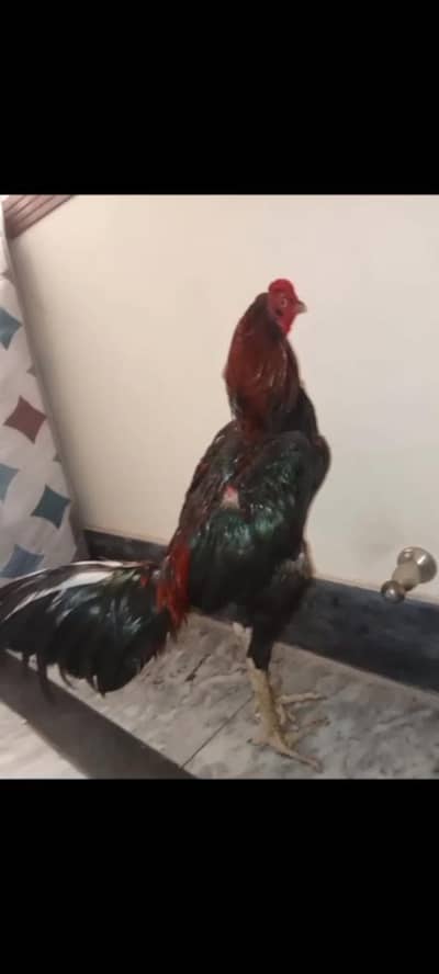 Trat+burmi male patha available for sale