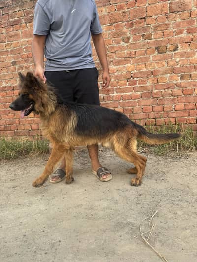Black & Tan long coat german shepherd