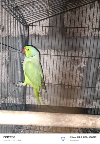 Breeder Talking Male age 2.5years plus
