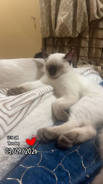 Siamese/Persian mix kittens for urgent sale