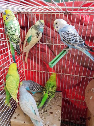 Australia badgies breeder pair available