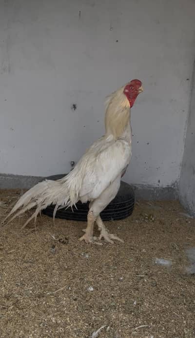 Parrot beak long tail male high quality