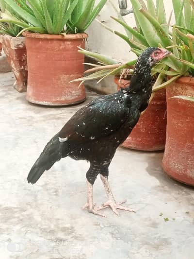 Aseel murgi for sale  Eggs k liye ready hy 0333_470/73'96