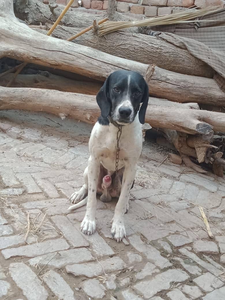 pointer male 3