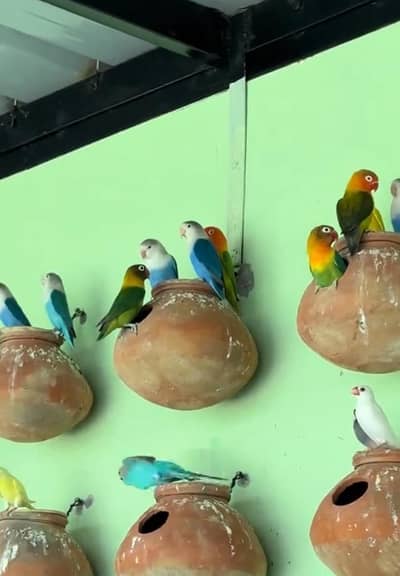 Australian  parrot bajari for sale 03474214594