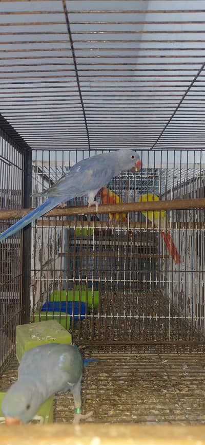 blue ringneck