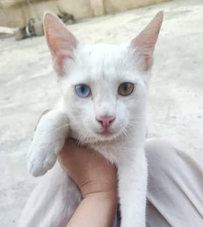 Full White Multicolor Eyes Cat