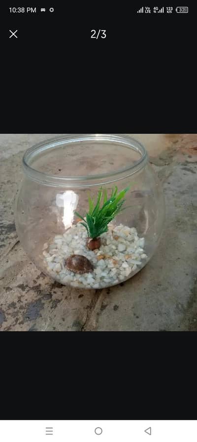 fish bowl plus plant bajei