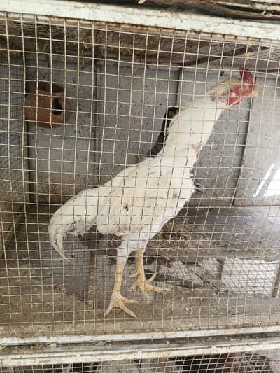 Aseel Heera murgha urgent sale