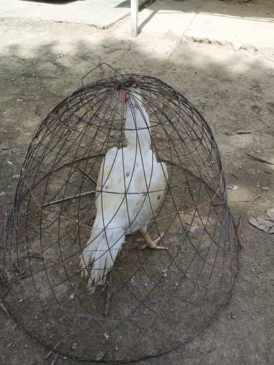 Aseel Heera murgha urgent sale