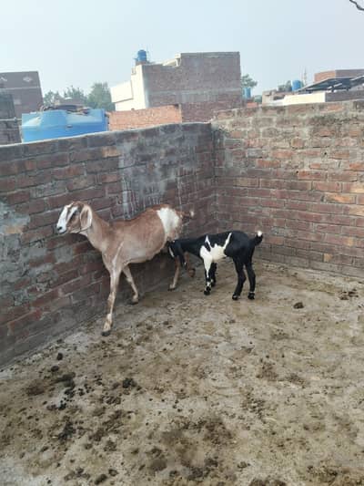 Desi bakri 6 dant sath 50day ki path for sale