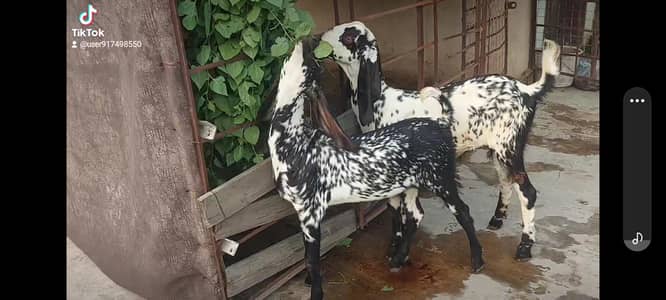 makhi cheena pair