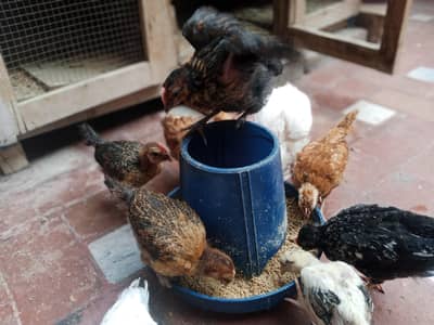 desi hens