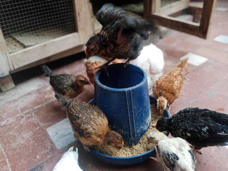 desi hens 0
