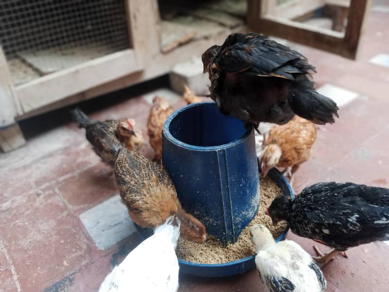 desi hens 1
