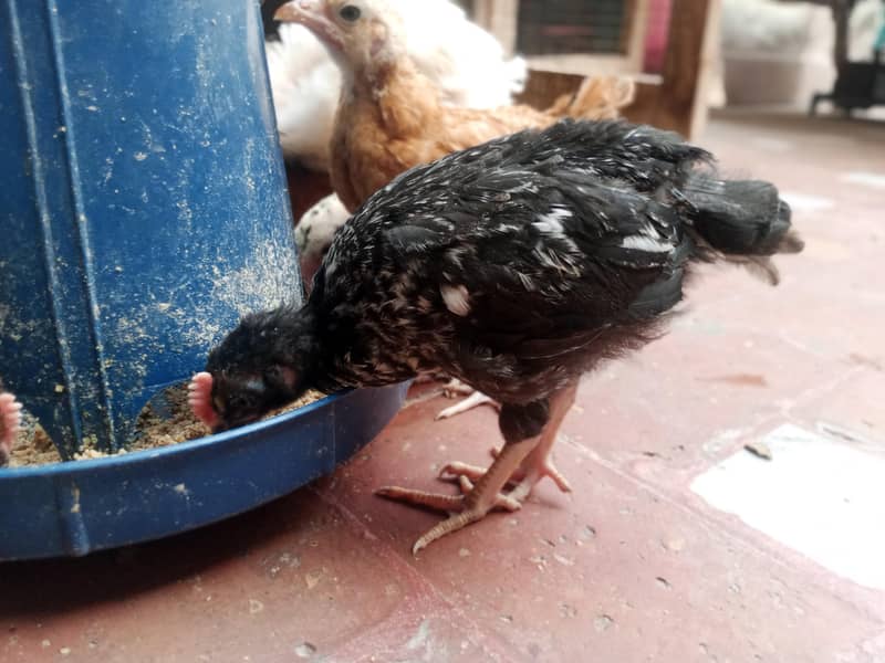 desi hens 2