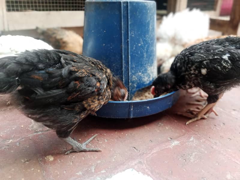 desi hens 3