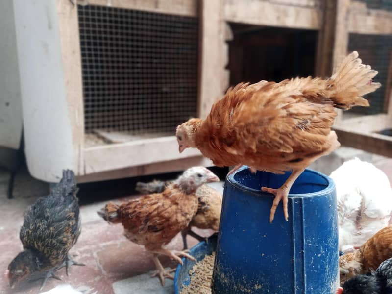 desi hens 4