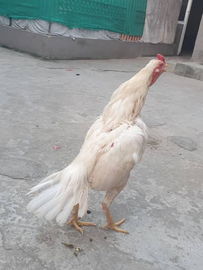 pepper white heera patha