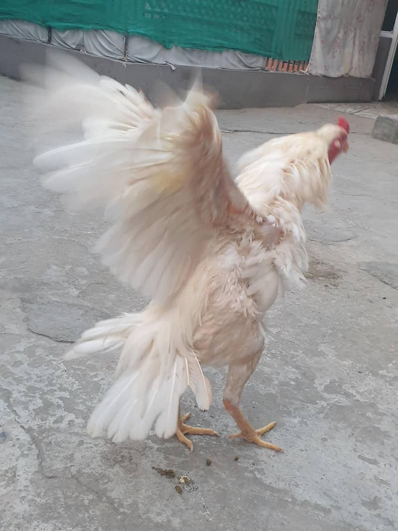 pepper white heera patha 1