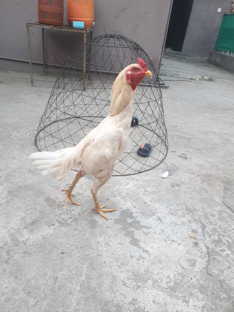 pepper white heera patha 2