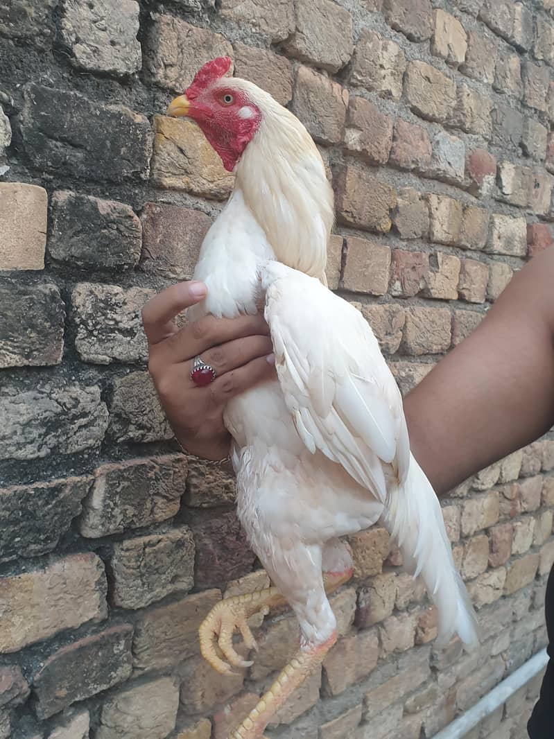 pepper white heera patha 4