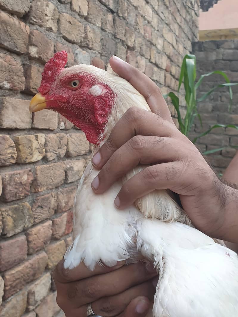 pepper white heera patha 5