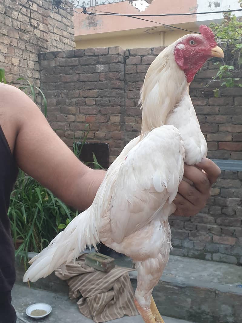 pepper white heera patha 6