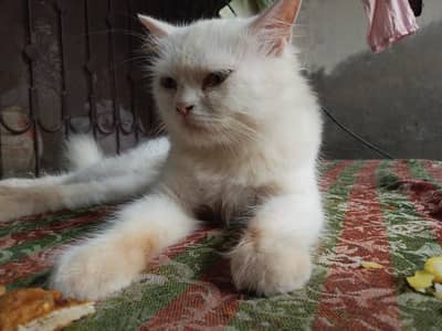 pure white cats eyes yellow