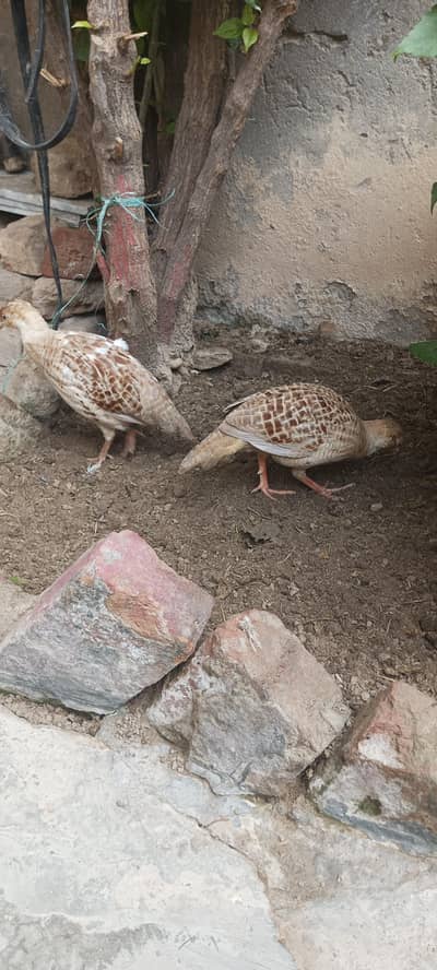 Irani teetar pair for sale