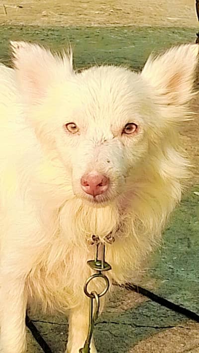 Russian dog for sale