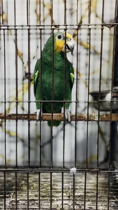 Amazone Parrot with Cage