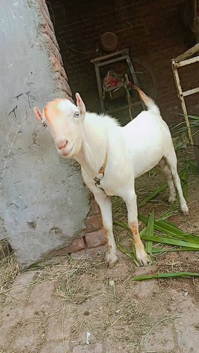 for sale