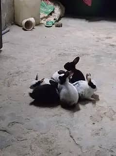 rabits for sele 800 par had