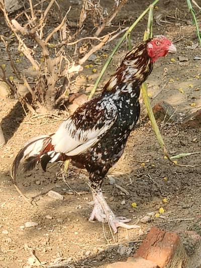 Mianwali Aseel Murga