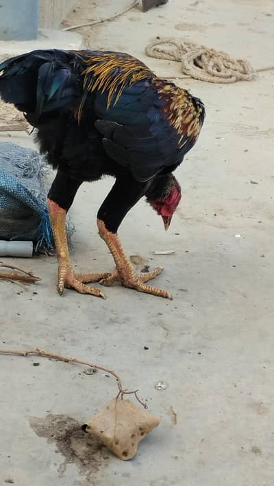 male patha