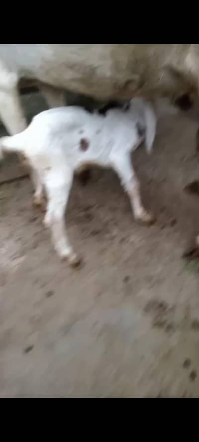 goat for sale with baby