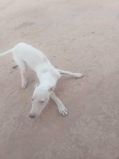 Pure white
