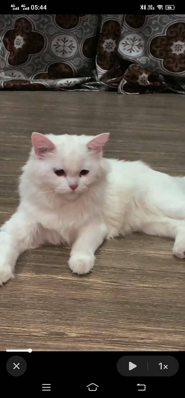 Missing Cat 1