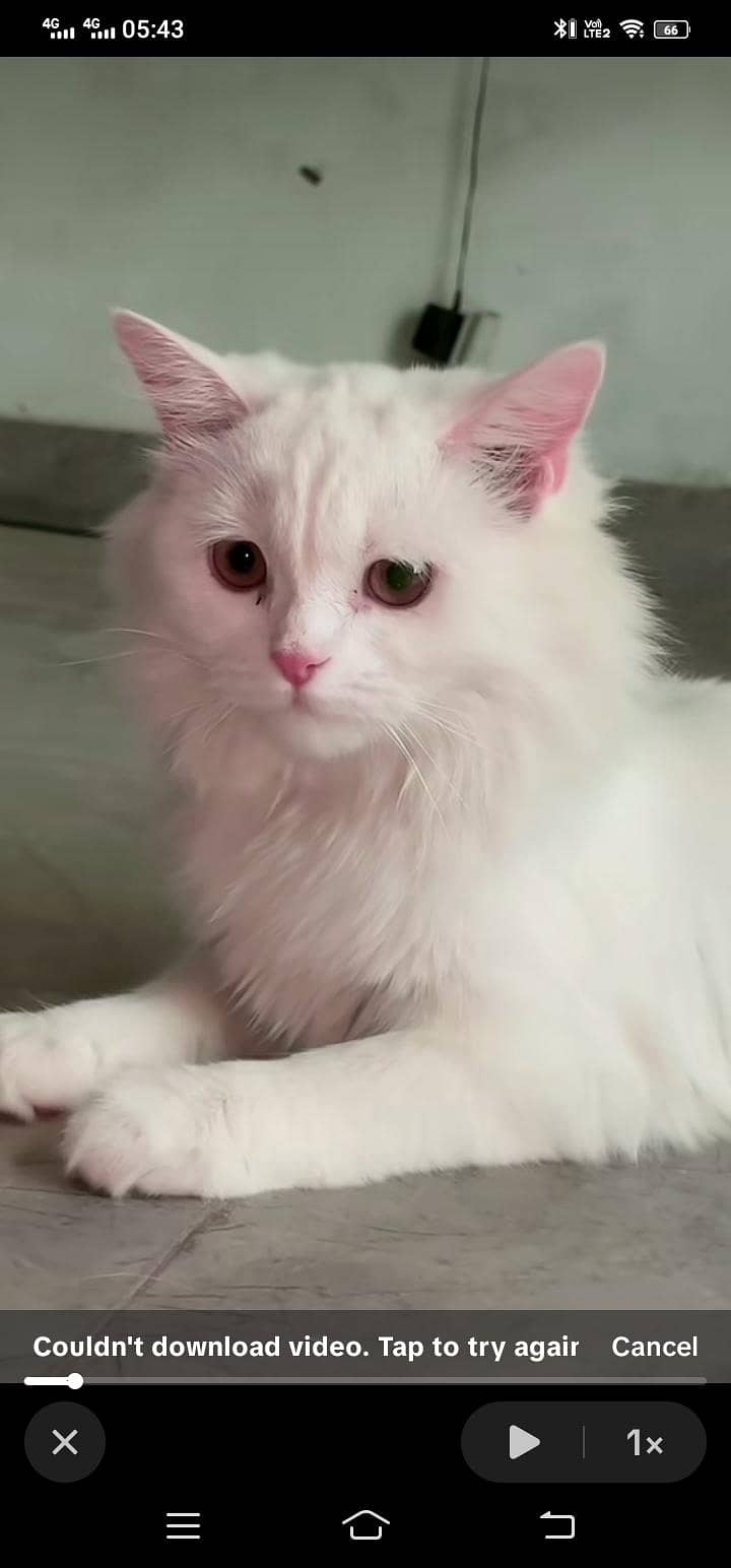 Missing Cat 2
