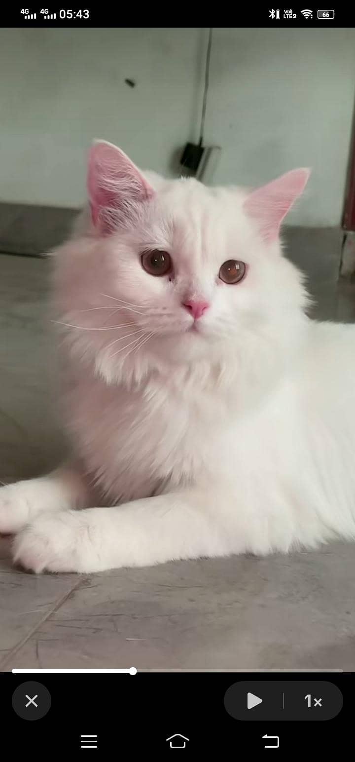 Missing Cat 3
