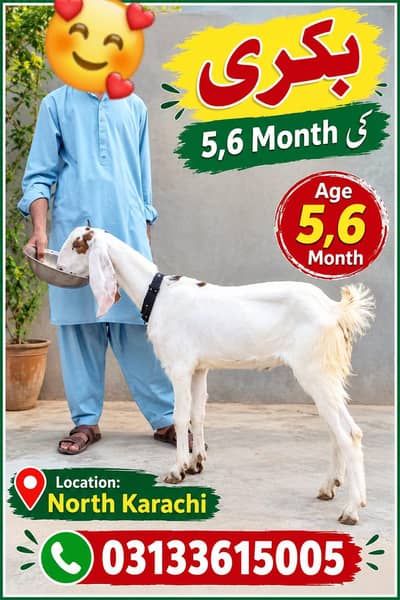 5,6 Month bakri khubaurat