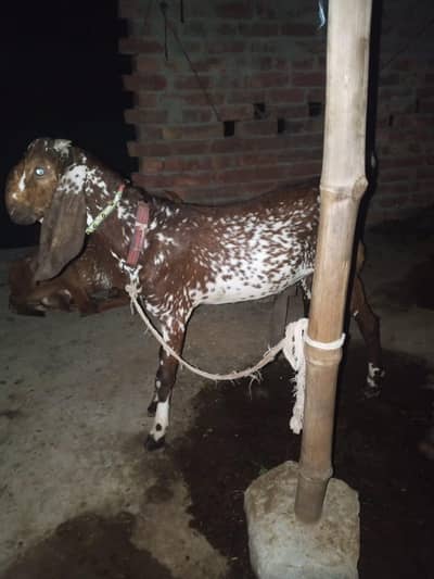 bilkul okay Koi masla Nahin hai