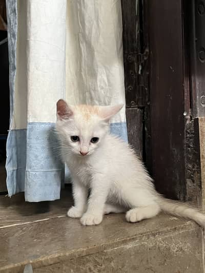 Persian kitten single coat