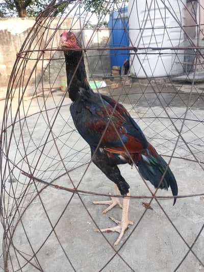 aseel patha