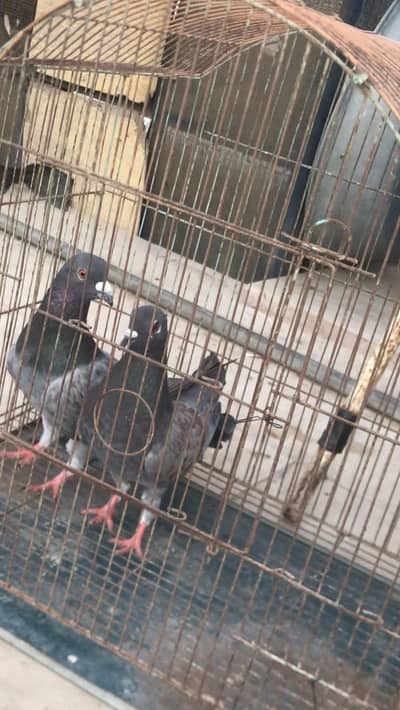 Lalband maqsi and banarsi ghgra pair Pigeons